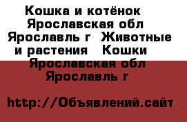 Кошка и котёнок  - Ярославская обл., Ярославль г. Животные и растения » Кошки   . Ярославская обл.,Ярославль г.